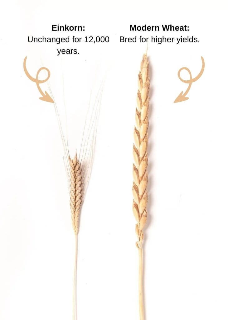 Wheat comparison