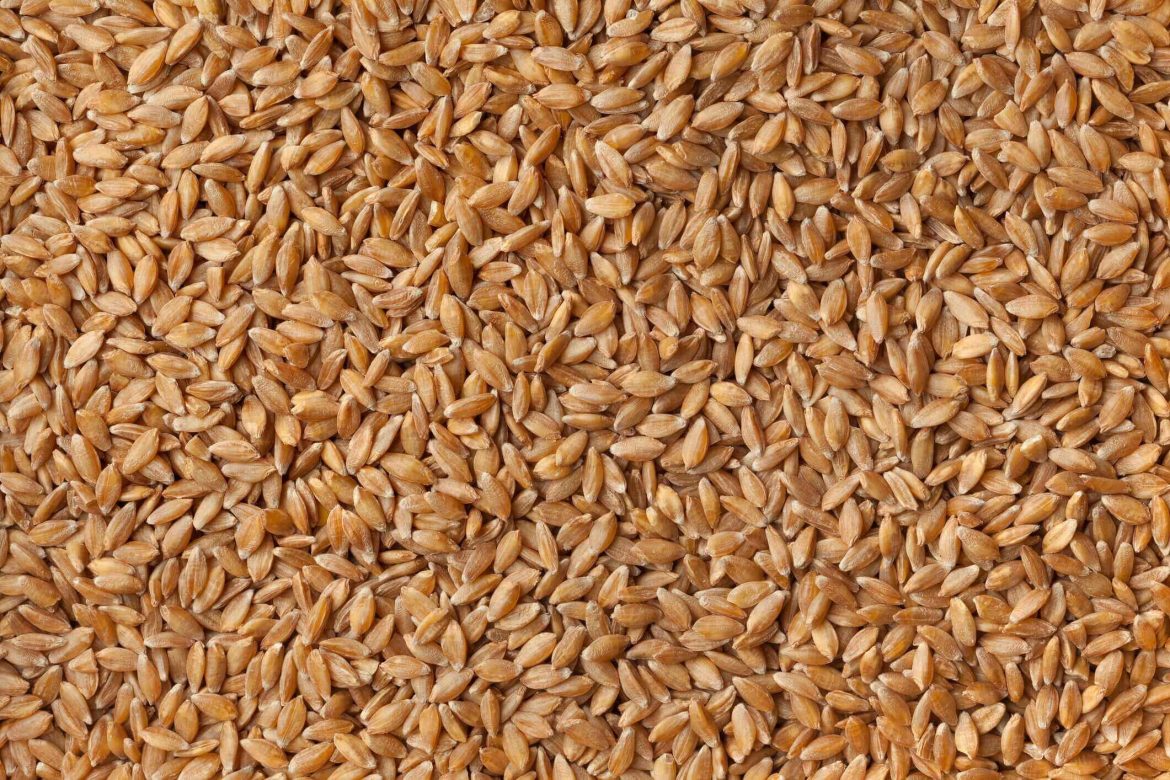 Exploring an Ancient Grain: Einkorn Wheat