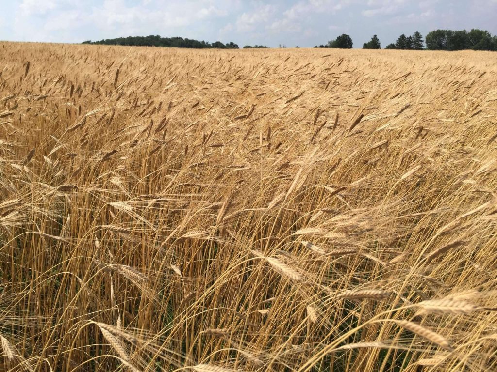 Wheat land